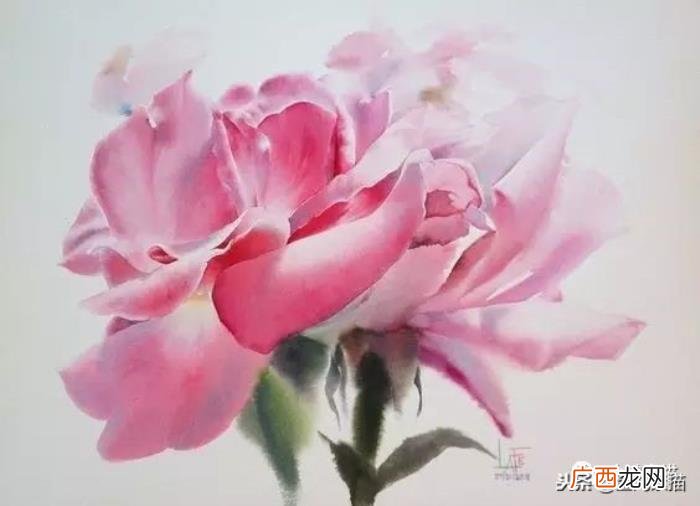 娇艳欲滴的玫瑰｜水彩 永远娇艳的玫瑰