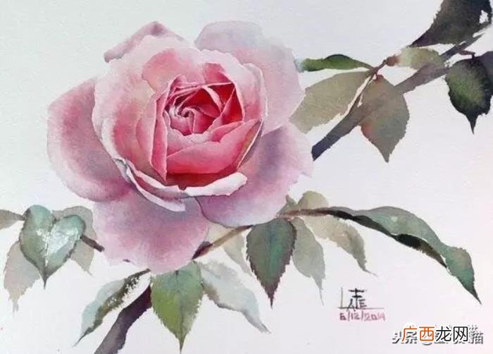 娇艳欲滴的玫瑰｜水彩 永远娇艳的玫瑰