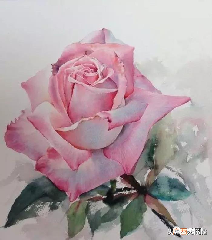 娇艳欲滴的玫瑰｜水彩 永远娇艳的玫瑰