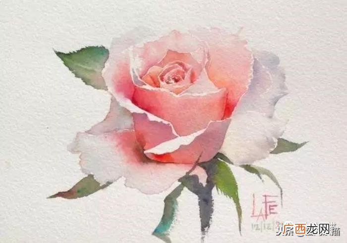娇艳欲滴的玫瑰｜水彩 永远娇艳的玫瑰