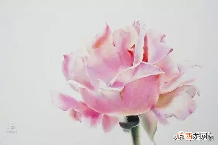 娇艳欲滴的玫瑰｜水彩 永远娇艳的玫瑰