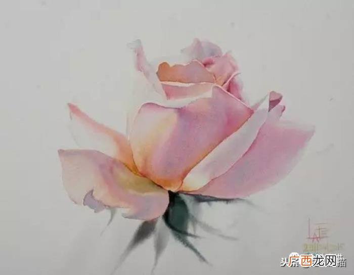 娇艳欲滴的玫瑰｜水彩 永远娇艳的玫瑰