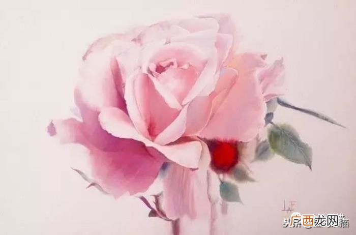 娇艳欲滴的玫瑰｜水彩 永远娇艳的玫瑰