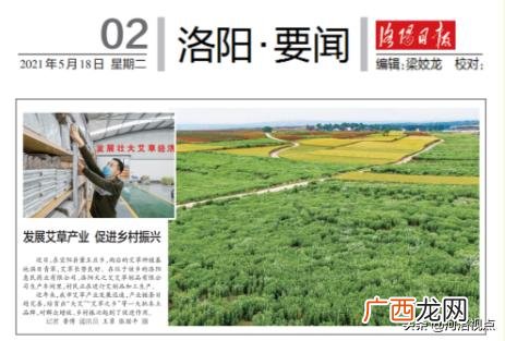 大量收购干艾叶艾草 南阳艾草批发大市场