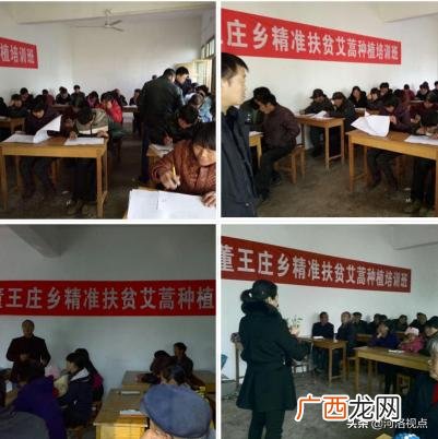 大量收购干艾叶艾草 南阳艾草批发大市场