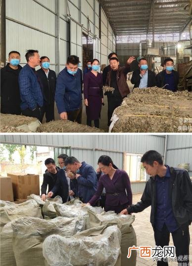 大量收购干艾叶艾草 南阳艾草批发大市场
