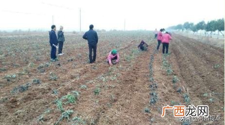 大量收购干艾叶艾草 南阳艾草批发大市场
