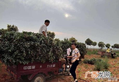 大量收购干艾叶艾草 南阳艾草批发大市场