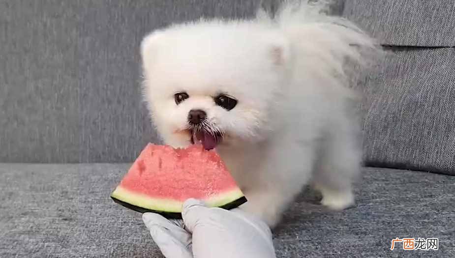 市场小型博美犬最新报价 小型博美犬多少钱一只