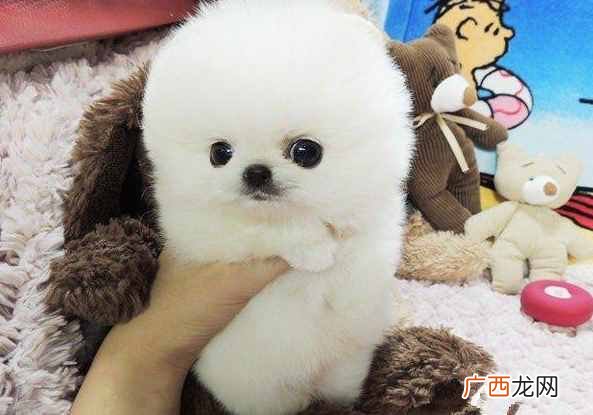 市场小型博美犬最新报价 小型博美犬多少钱一只