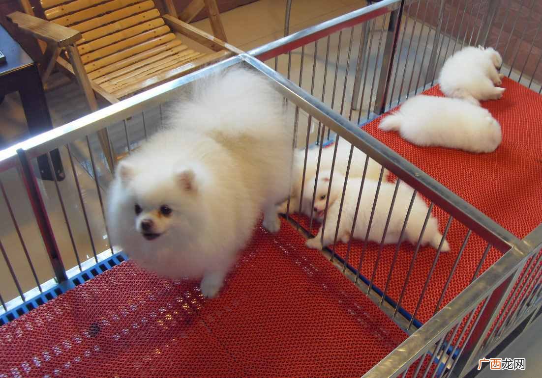 市场小型博美犬最新报价 小型博美犬多少钱一只