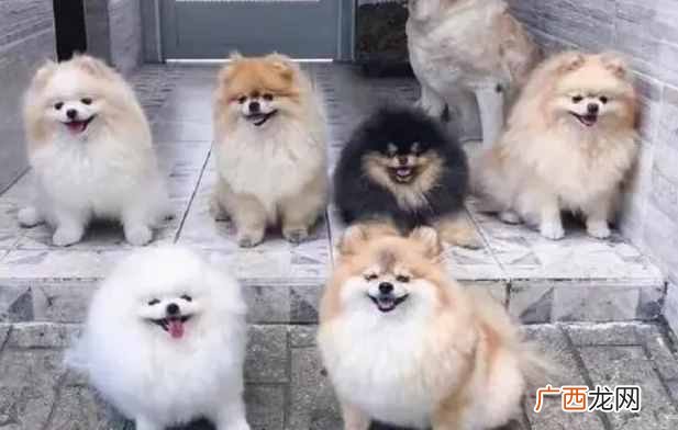 市场小型博美犬最新报价 小型博美犬多少钱一只