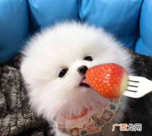 市场小型博美犬最新报价 小型博美犬多少钱一只