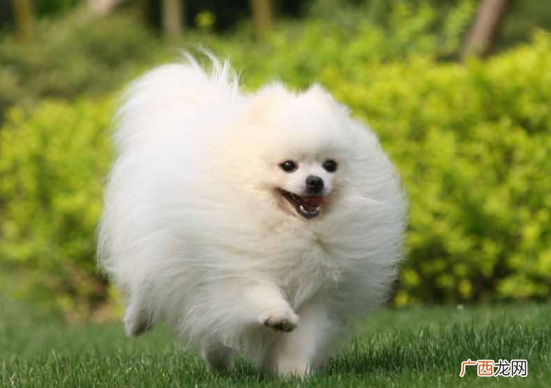 市场小型博美犬最新报价 小型博美犬多少钱一只