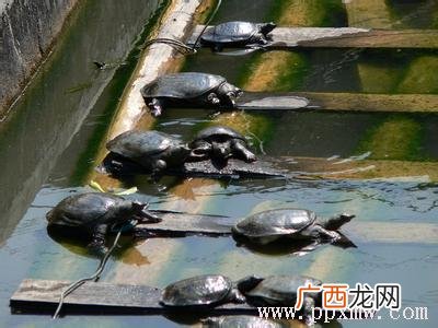 怎样建温室大棚养甲鱼 温室甲鱼养殖加料