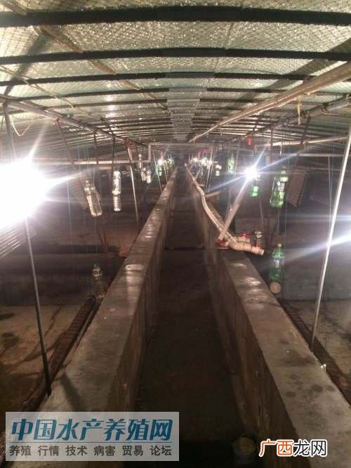 怎样建温室大棚养甲鱼 温室甲鱼养殖加料
