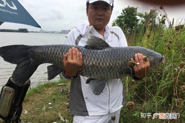 青鱼养殖密度技术视频 乌鲩 青鱼养殖密度