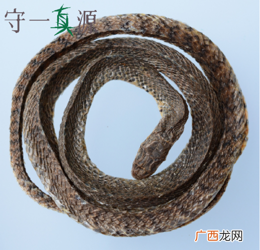 乌梢蛇养殖前景 乌梢蛇养殖如何