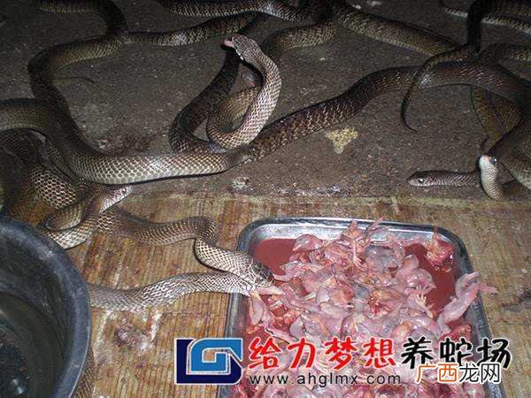 乌梢蛇养殖前景 乌梢蛇养殖如何