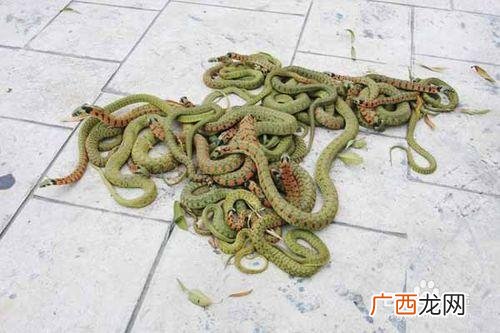 我养了一条毒蛇 无毒蛇的养殖方法