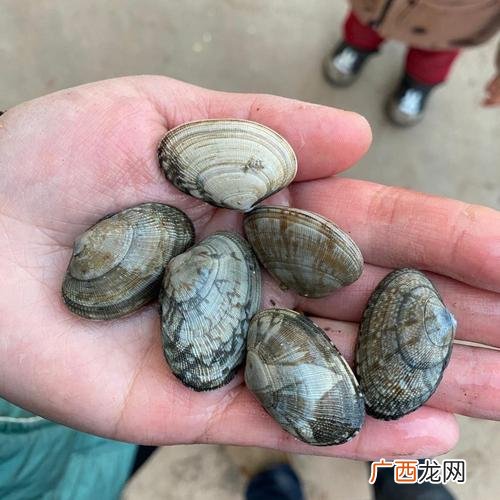 蚬子是什么动物 蚬子是养殖的吗