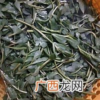 凉拌马蜂菜又名蚂蚁菜