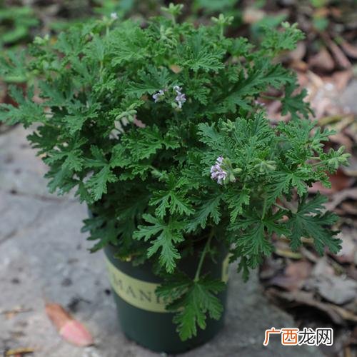 旱伞草园林用途 水竹的园林用途