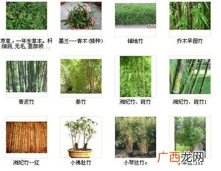 旱伞草园林用途 水竹的园林用途