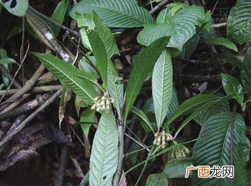 中药走马胎叶的功效与作用