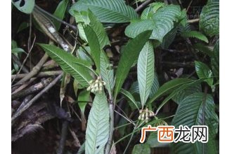 中药走马胎叶的功效与作用