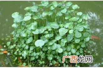 中药游草的功效与作用