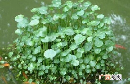 中药游草的功效与作用