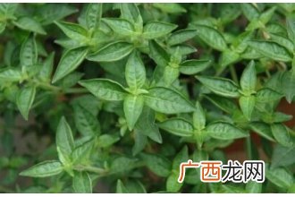 中药六角英的功效与作用