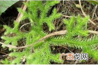 蜈蚣藤的功效与作用