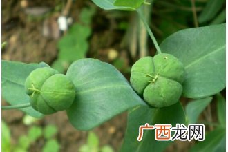 续随子的功效与作用 续随子的药用价值