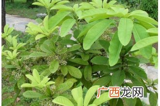 牛耳枫的功效与作用 牛耳枫的药用价值