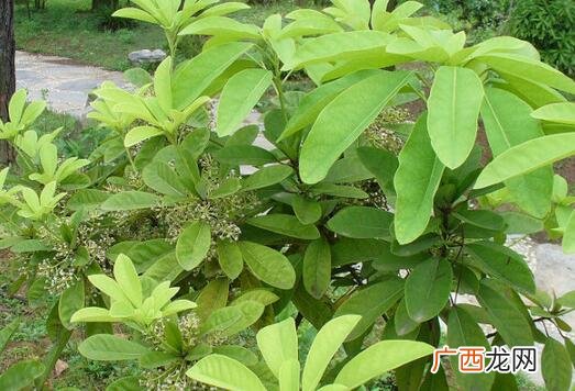 牛耳枫的功效与作用 牛耳枫的药用价值