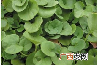 马蹄叶的功效与作用 马蹄叶的药用价值