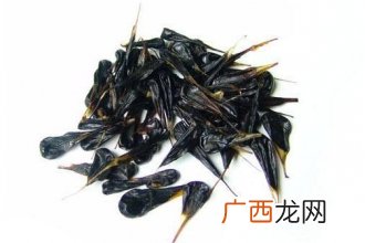 蛇胆的功效与作用 蛇胆的药用功效