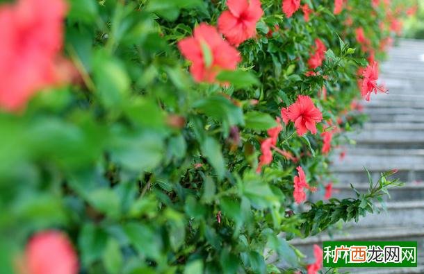 春播地膜花生栽培技巧