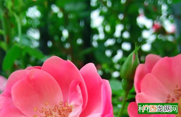 松露是什么,松露是一种真菌