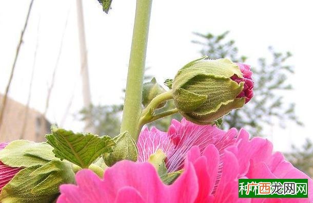 玉米青枯病的田间症状、发生规律、发生原因及防治措施