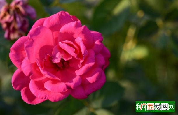 玉米根倒有哪些补救措施