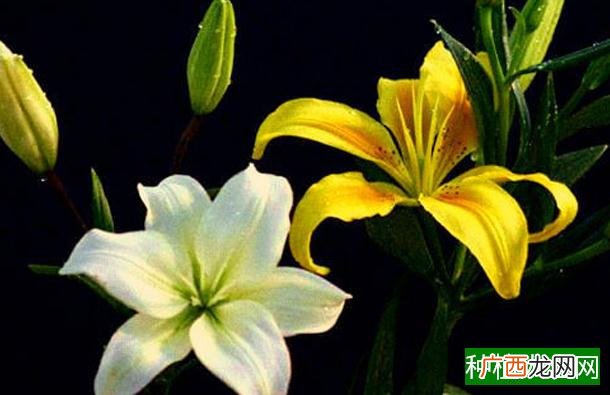 玉米除草剂药害机理分析及其解救措施