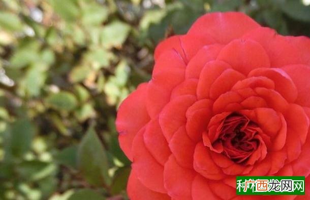 教你玉米底肥用量