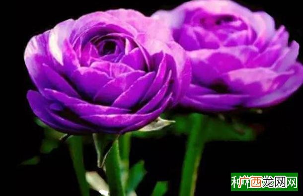 如意皇后如何移盆,如意皇后移盆方法_0