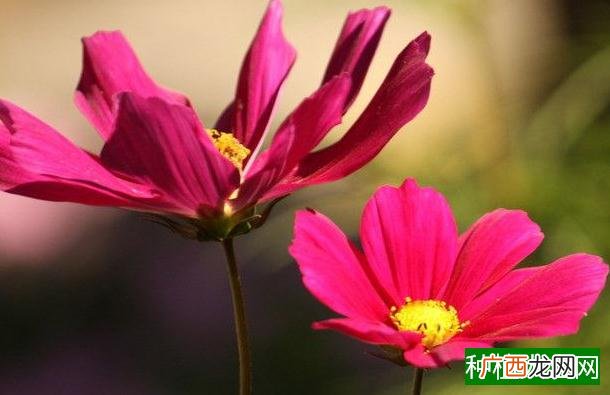 花生的需肥特性介绍