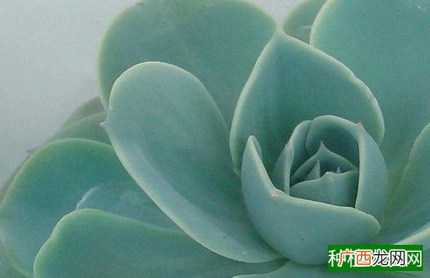 花生种植如何高产