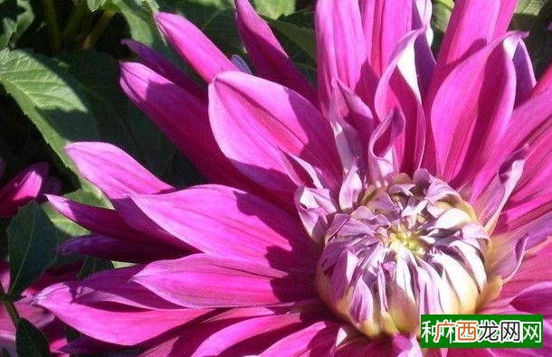 西梅怎么种植方法,西梅如何种植