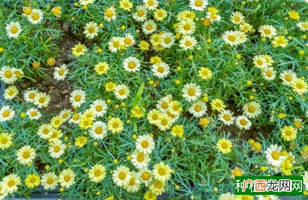 葡萄树什么时候移栽,葡萄树的移栽时间